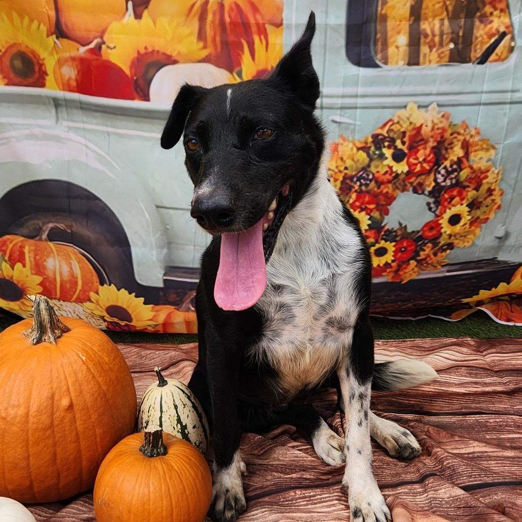 Emily JuM, a Adoptable mixed breed in Jacksonville, FL image 4/4