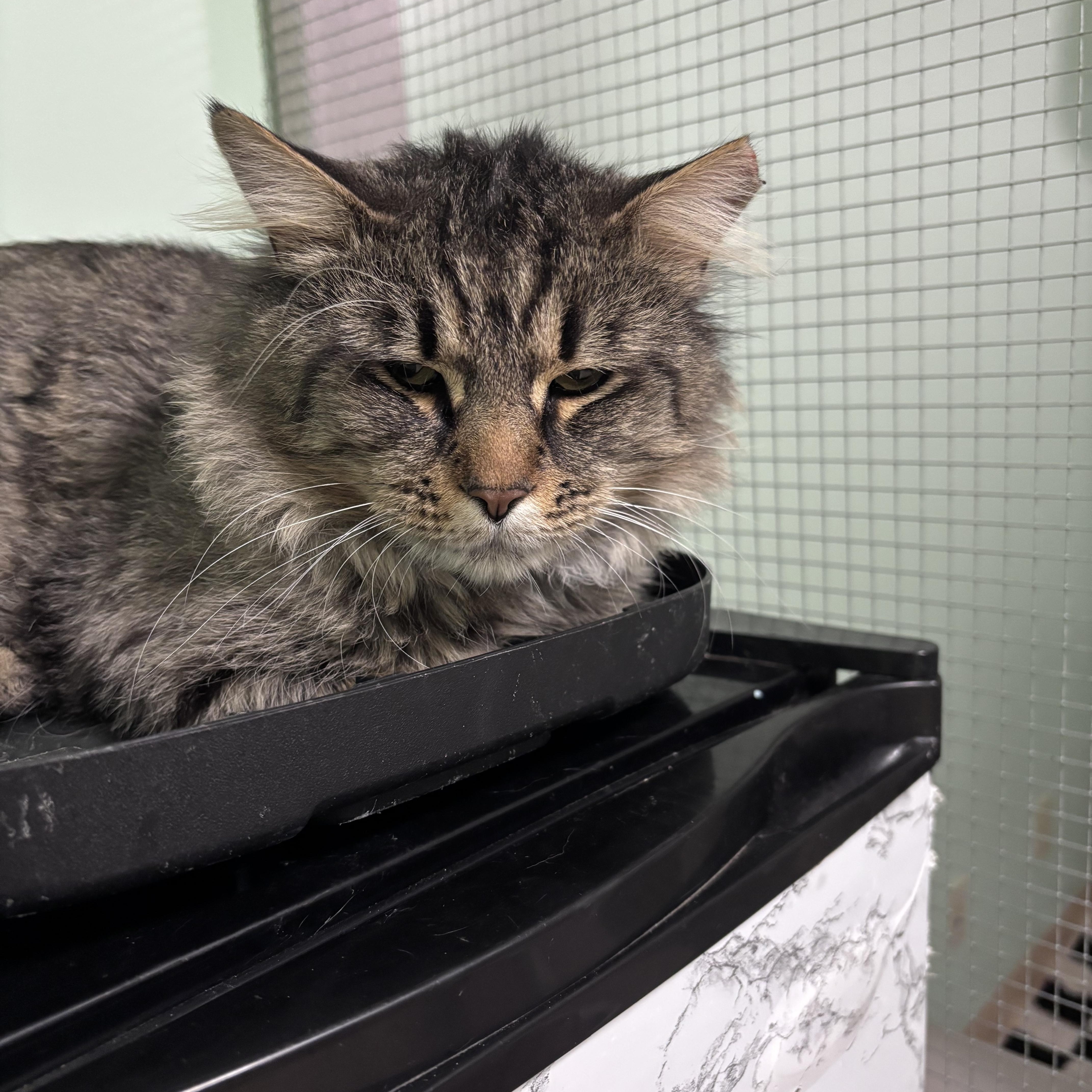 Ducky, ADOPTABLE, Young Male Domestic Short Hair.