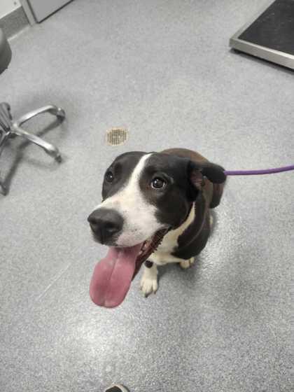 Timber, Adoptable, Adult Female Pit Bull Terrier.