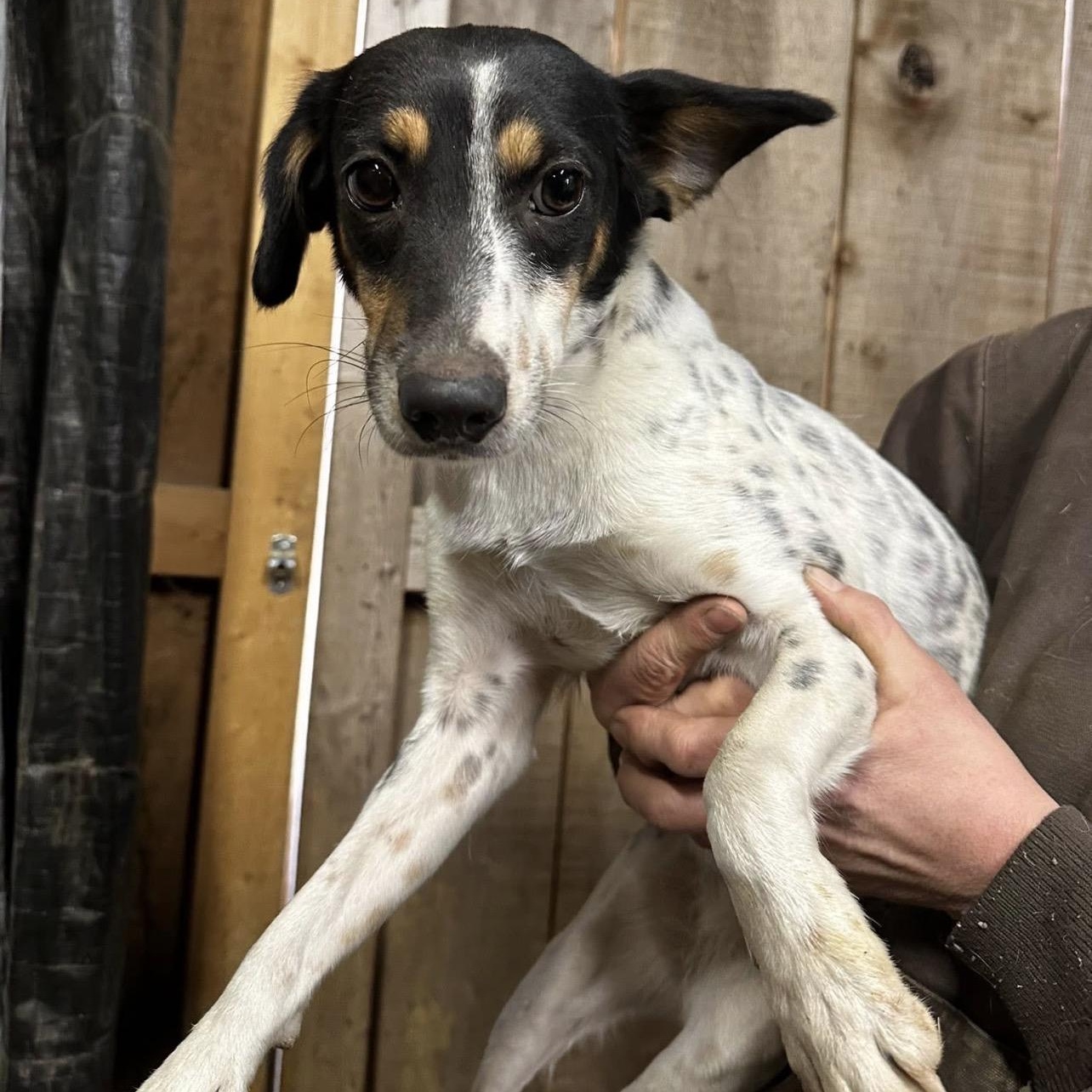 Indie, ADOPTABLE, Adult Female Mixed Breed.