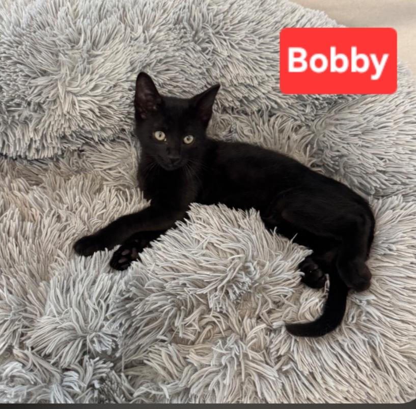 Enlarge Bobby (siblings are Greg, Peter, Alice, Carol, Cindy, Marcia & Jan), a Adoptable Domestic Short Hair in Brighton, MI image 3/4