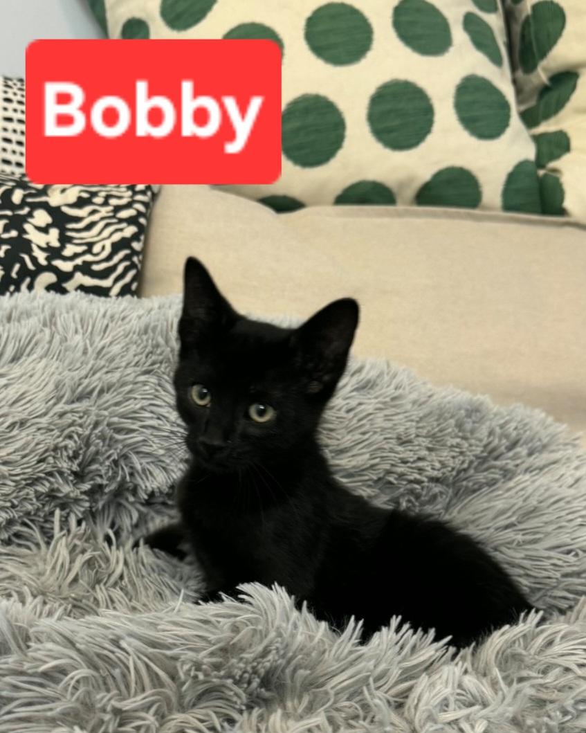 Enlarge Bobby (siblings are Greg, Peter, Alice, Carol, Cindy, Marcia & Jan), a Adoptable Domestic Short Hair in Brighton, MI image 4/4