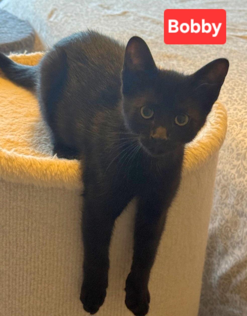 Enlarge Bobby (siblings are Greg, Peter, Alice, Carol, Cindy, Marcia & Jan), a Adoptable Domestic Short Hair in Brighton, MI image 2/4