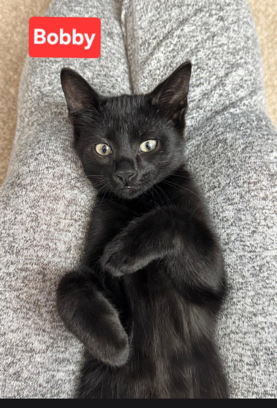 Bobby (siblings are Greg, Peter, Alice, Carol, Cindy, Marcia & Jan), Adoptable, Kitten Male Domestic Short Hair.