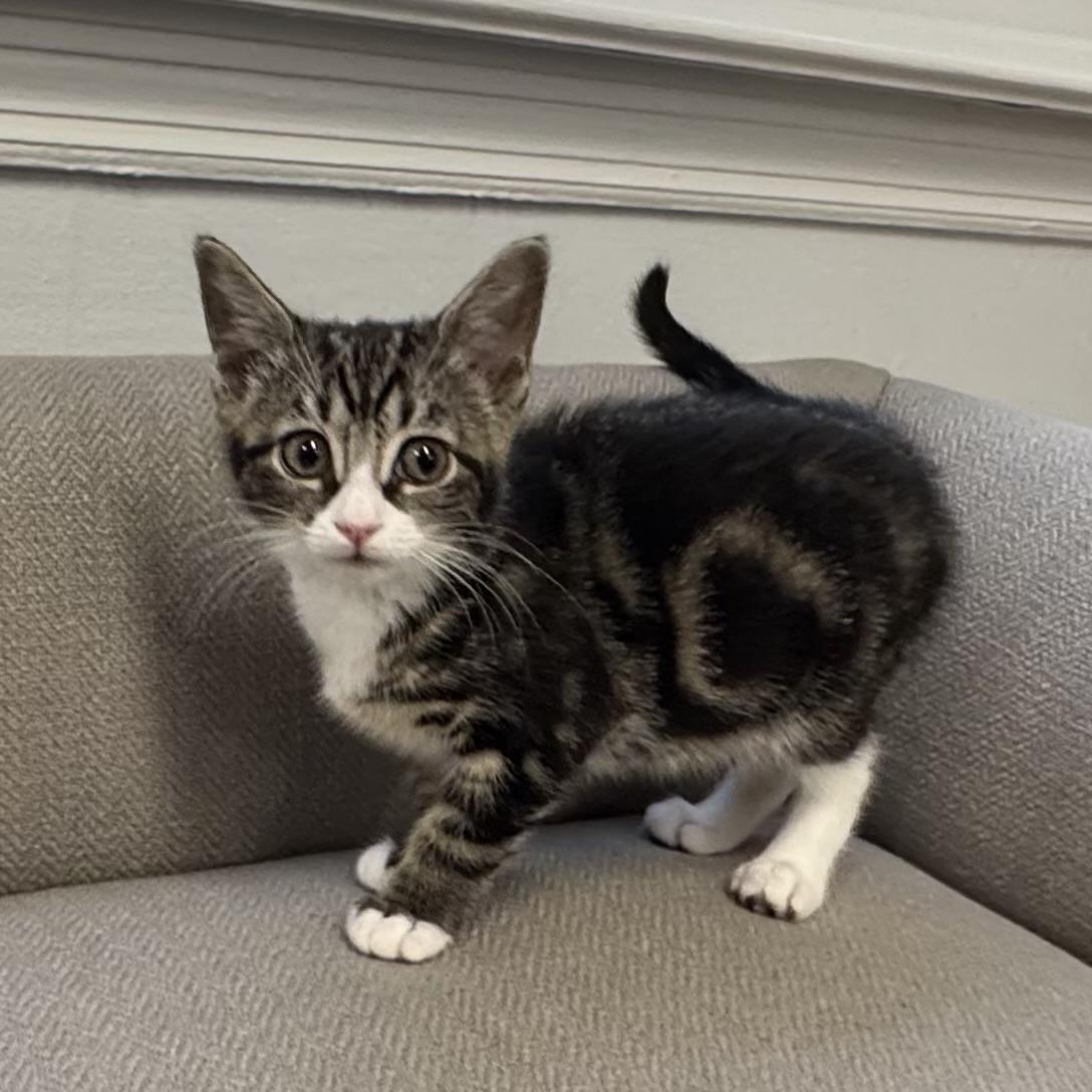 Enlarge Sprinkles, an adopted Tabby in East Northport, NY image 1/3
