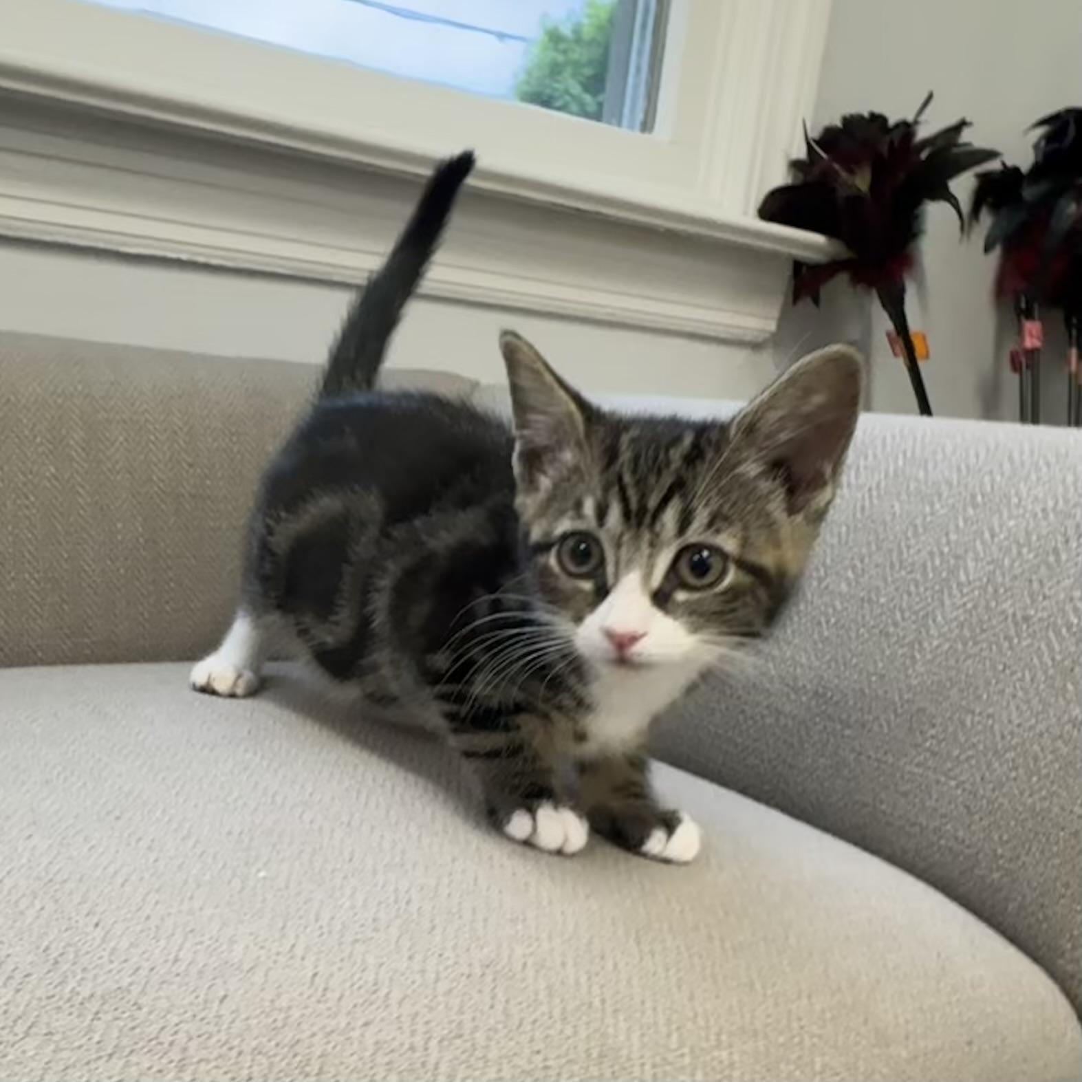 Enlarge Sprinkles, an adopted Tabby in East Northport, NY image 3/3