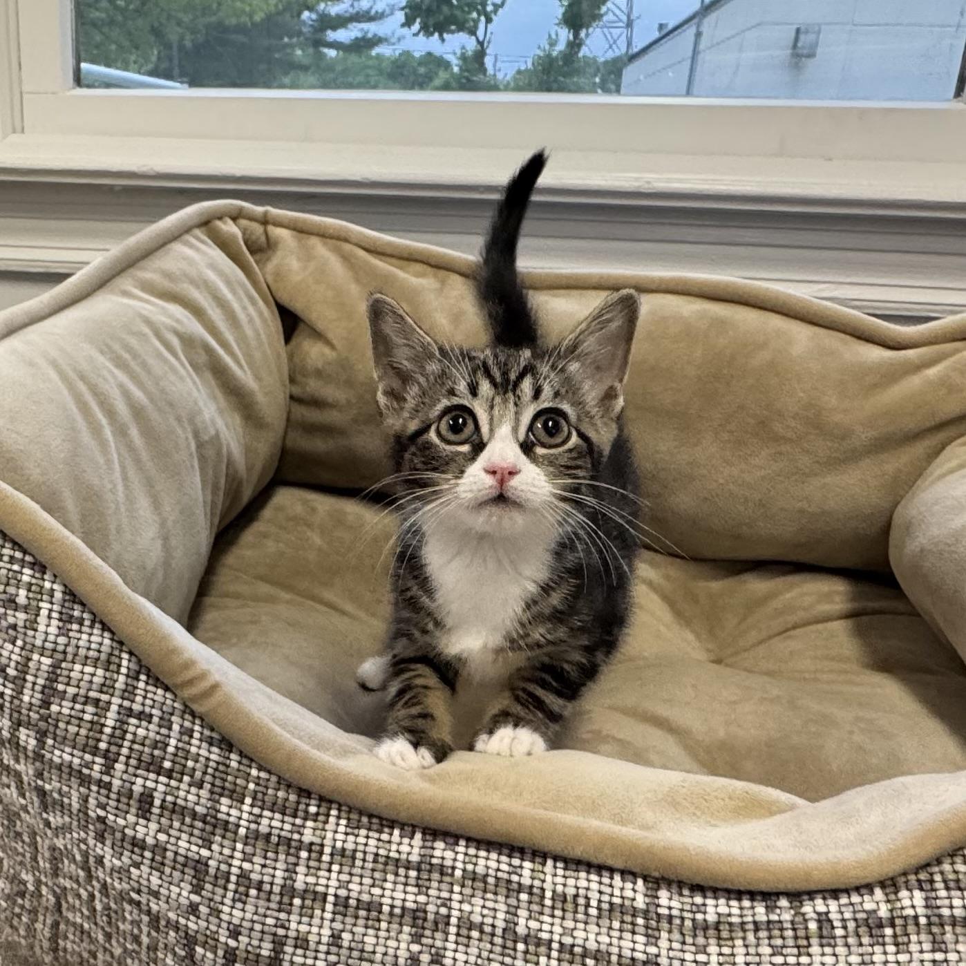 Enlarge Sprinkles, an adopted Tabby in East Northport, NY image 2/3