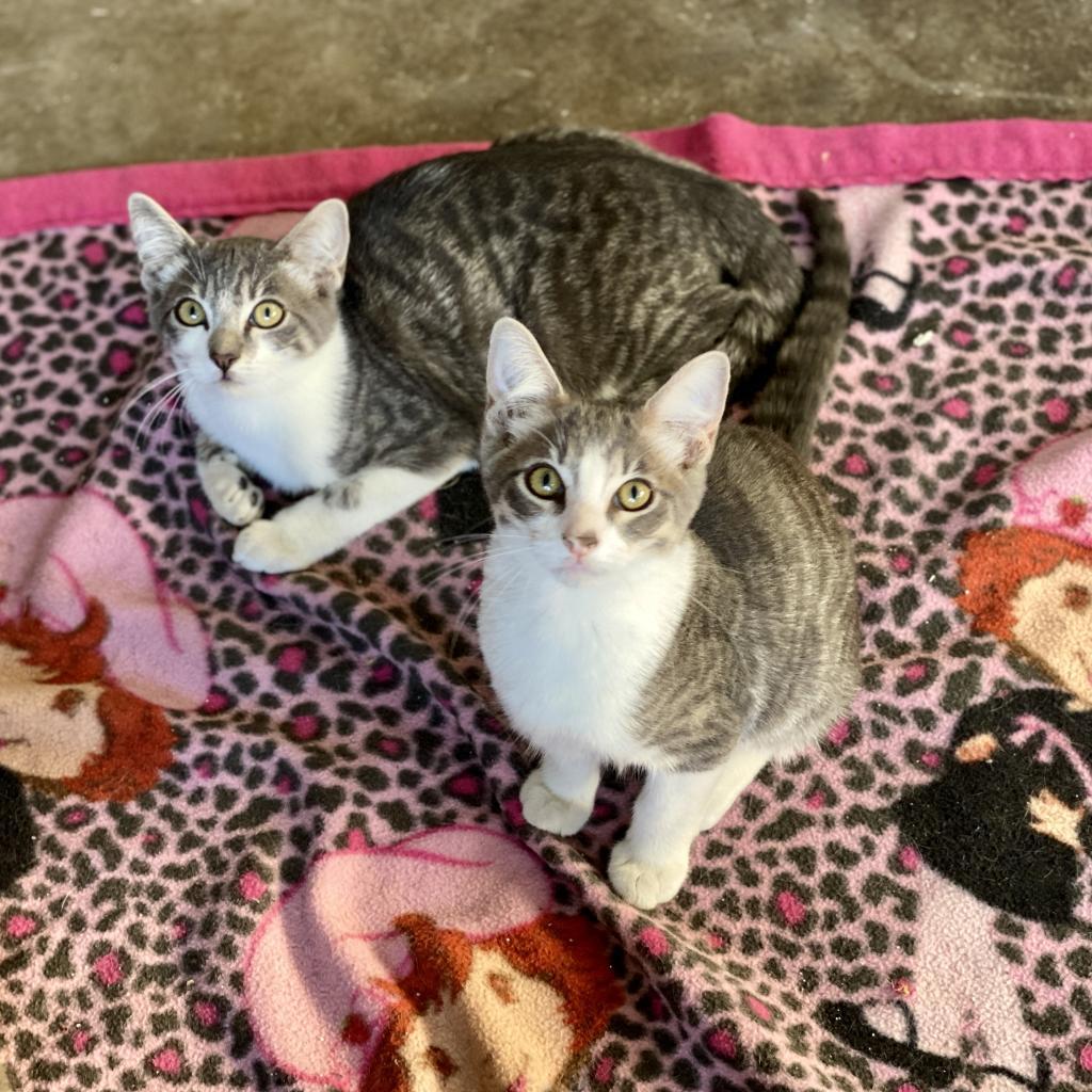 Pickle — thumbnail 2