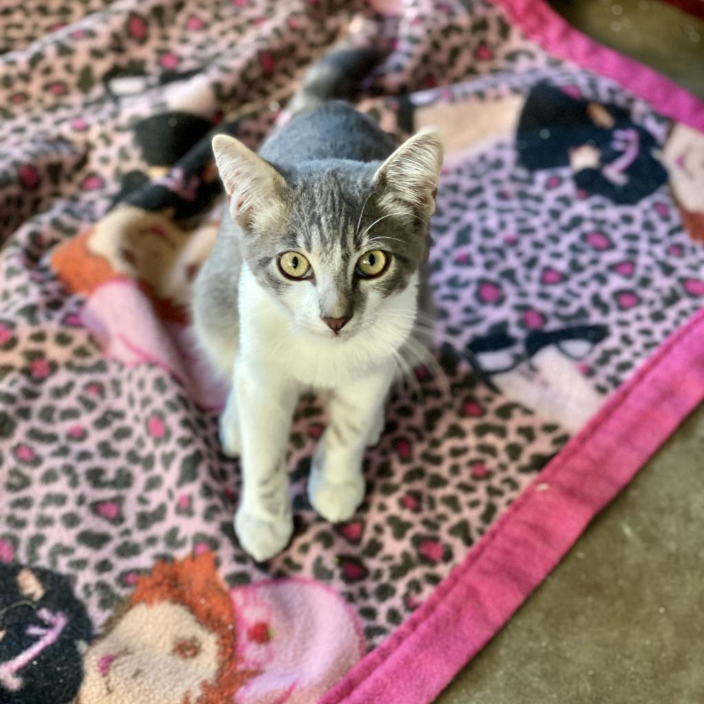 Pickle — thumbnail 3