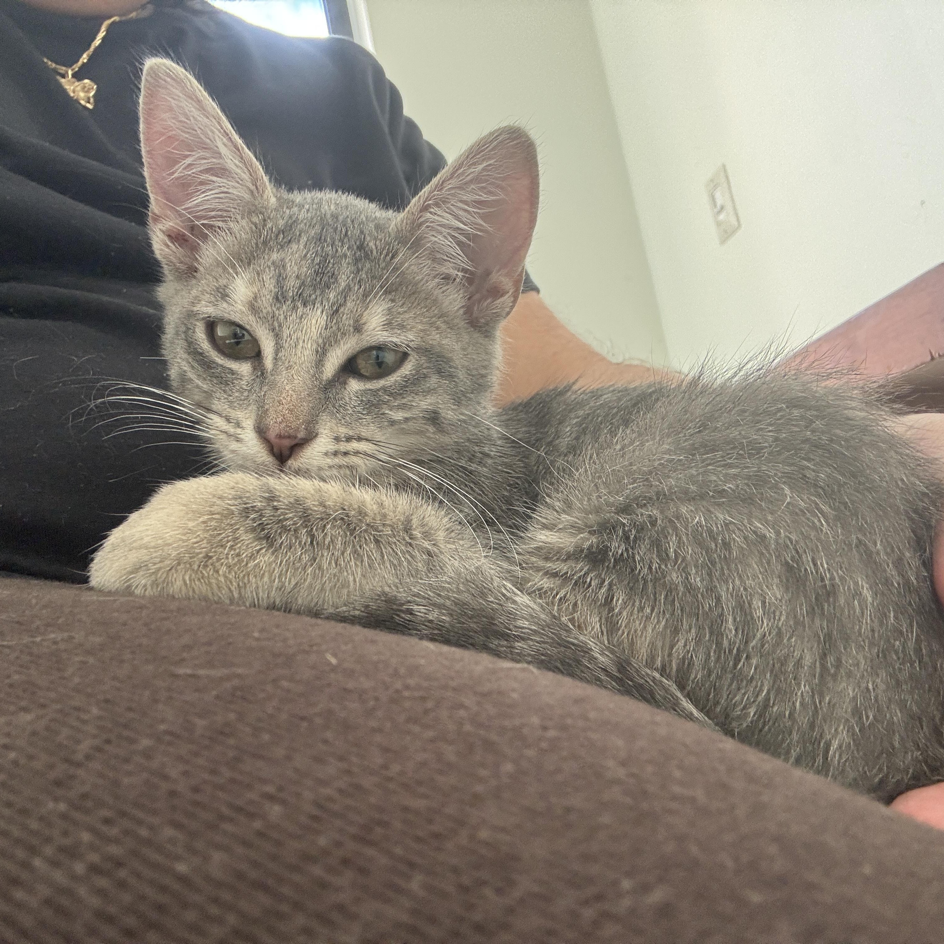 Enlarge Cirilla, a Adoptable Domestic Short Hair in Miami, FL image 4/6