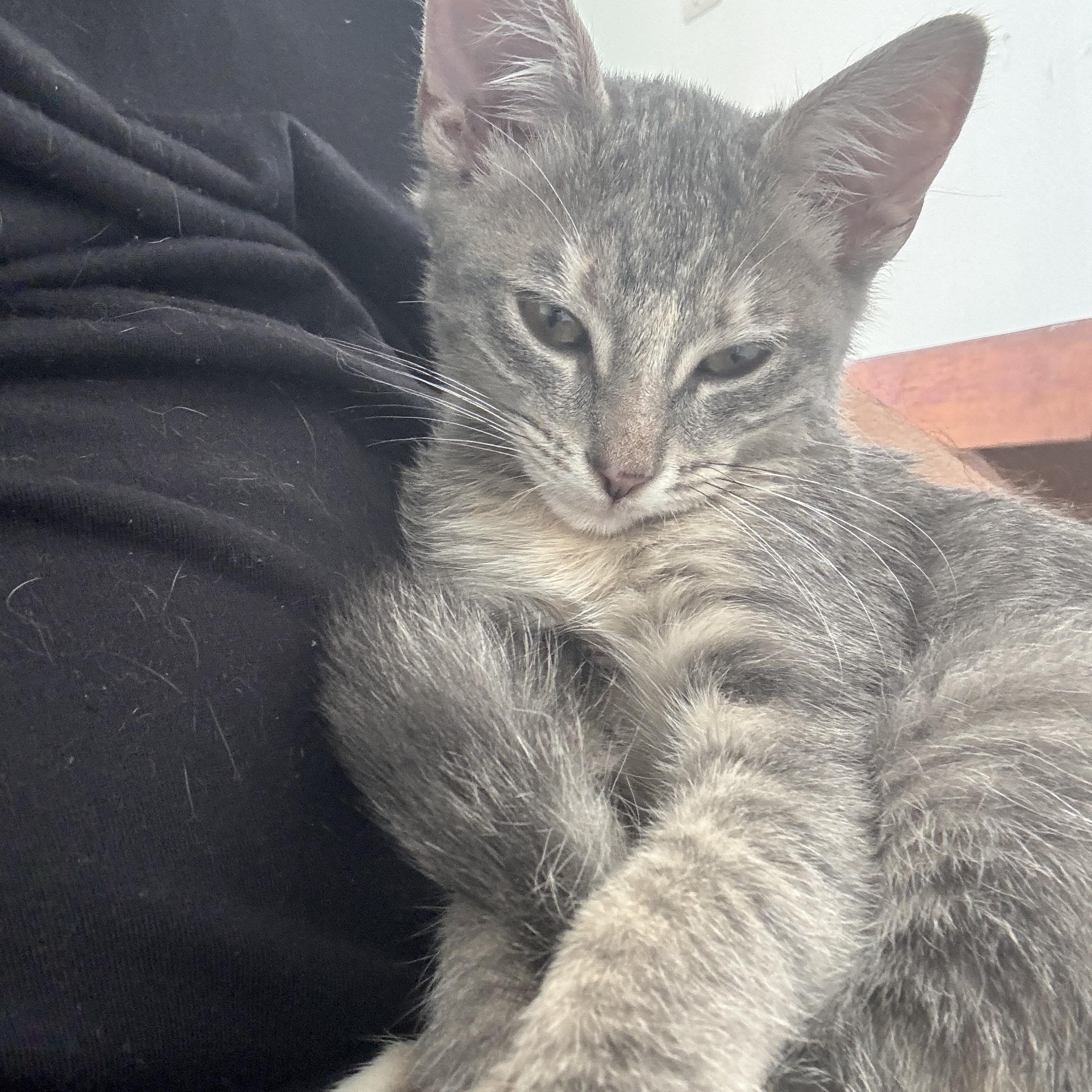 Enlarge Cirilla, a Adoptable Domestic Short Hair in Miami, FL image 3/6