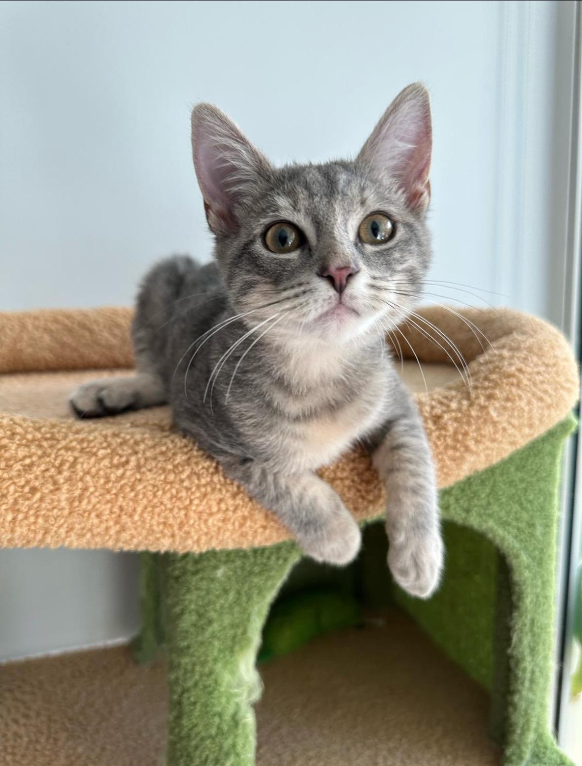 Cirilla, Adoptable, Kitten Female Domestic Short Hair.