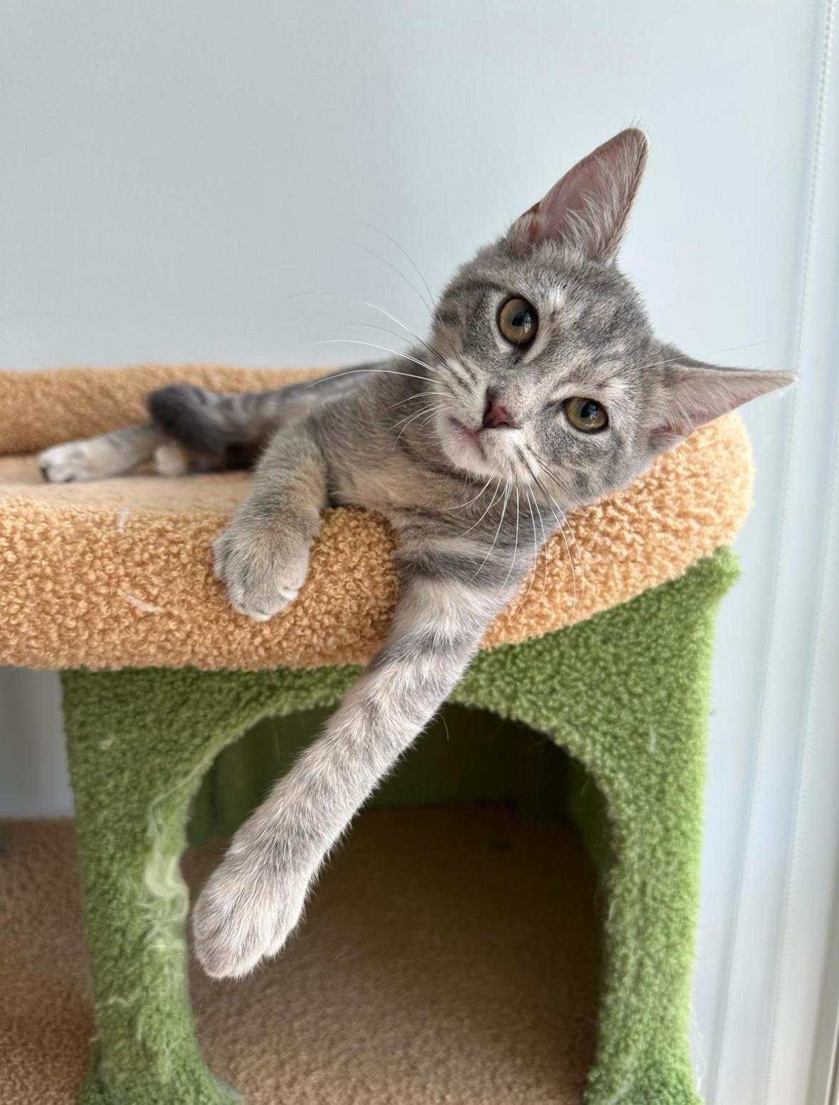 Enlarge Cirilla, a Adoptable Domestic Short Hair in Miami, FL image 2/6