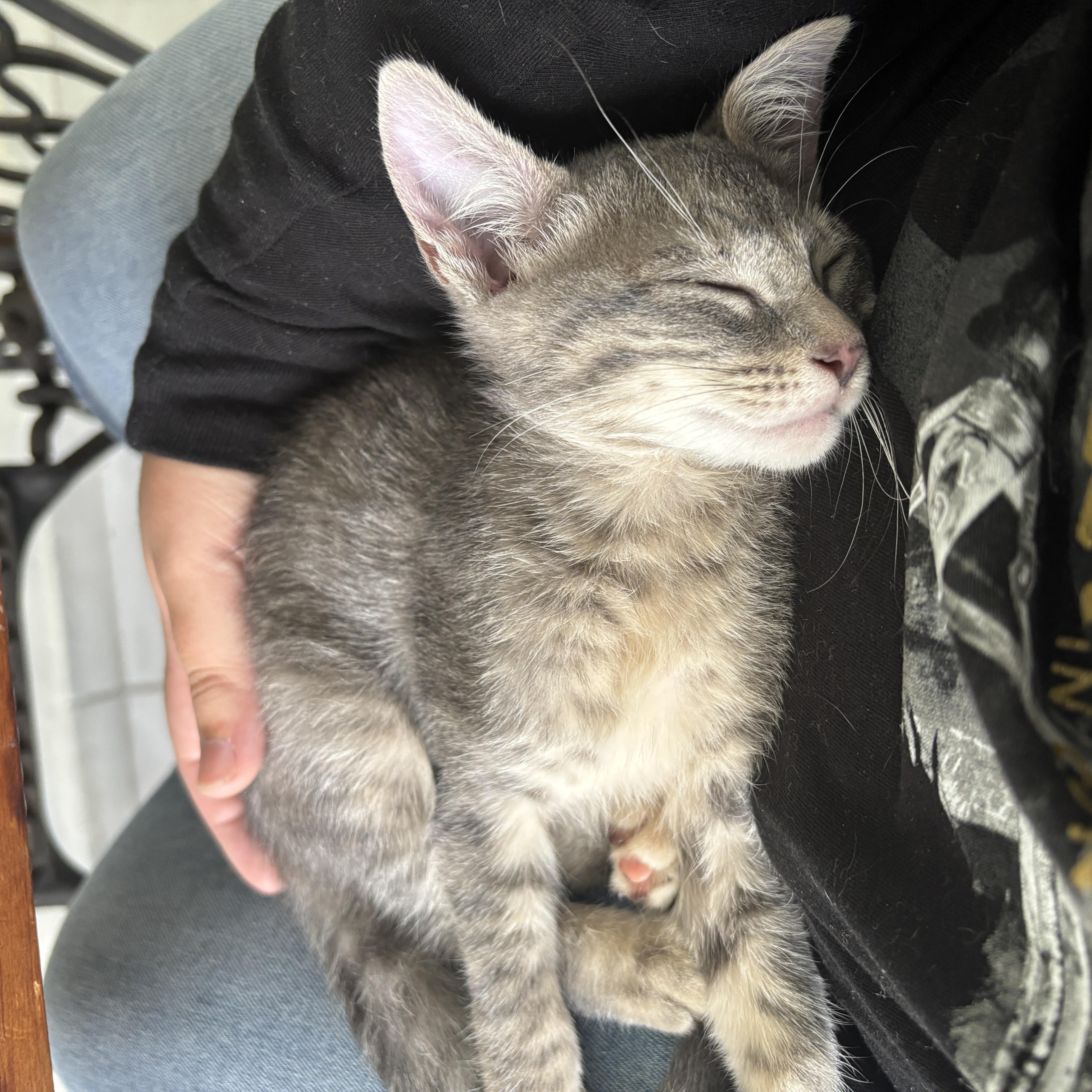 Enlarge Cirilla, a Adoptable Domestic Short Hair in Miami, FL image 5/6