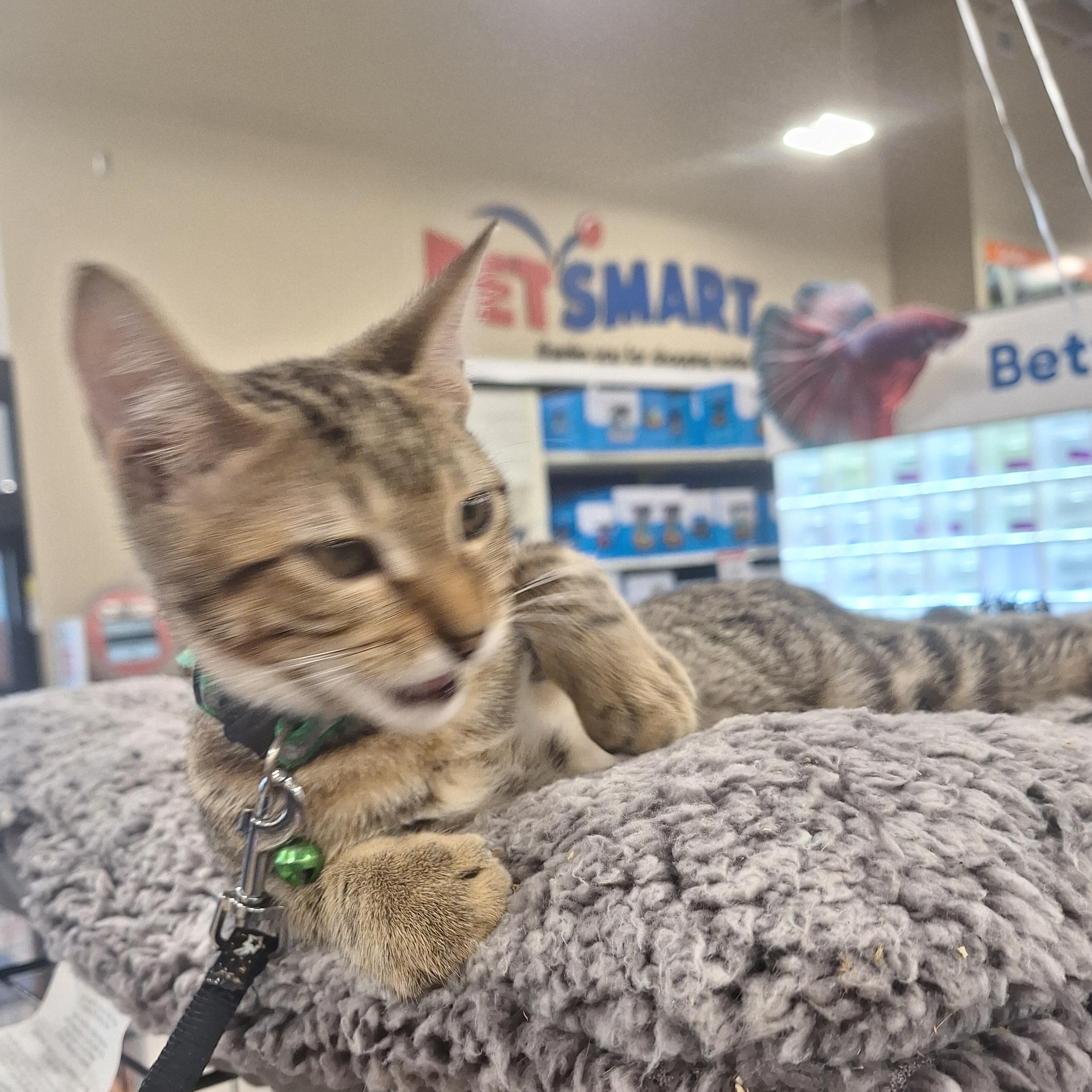 Finn, Adopted, Young Male Bengal & American Shorthair.