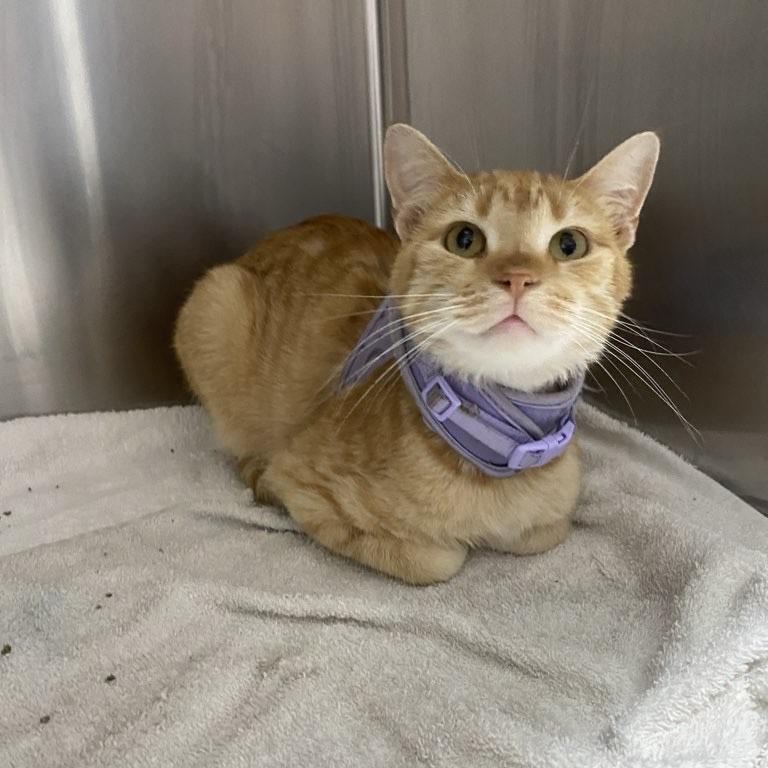 Enlarge Simba, a Adoptable Domestic Short Hair in Clinton, IL image 2/2