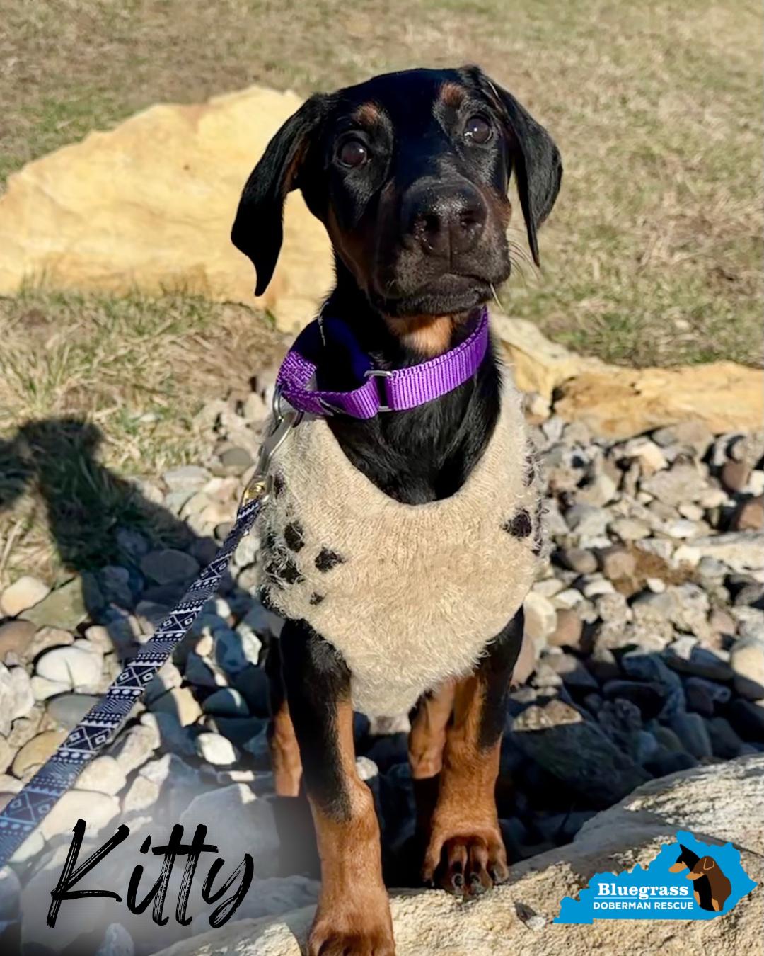 Kitty, ADOPTABLE, Puppy Female Doberman Pinscher.