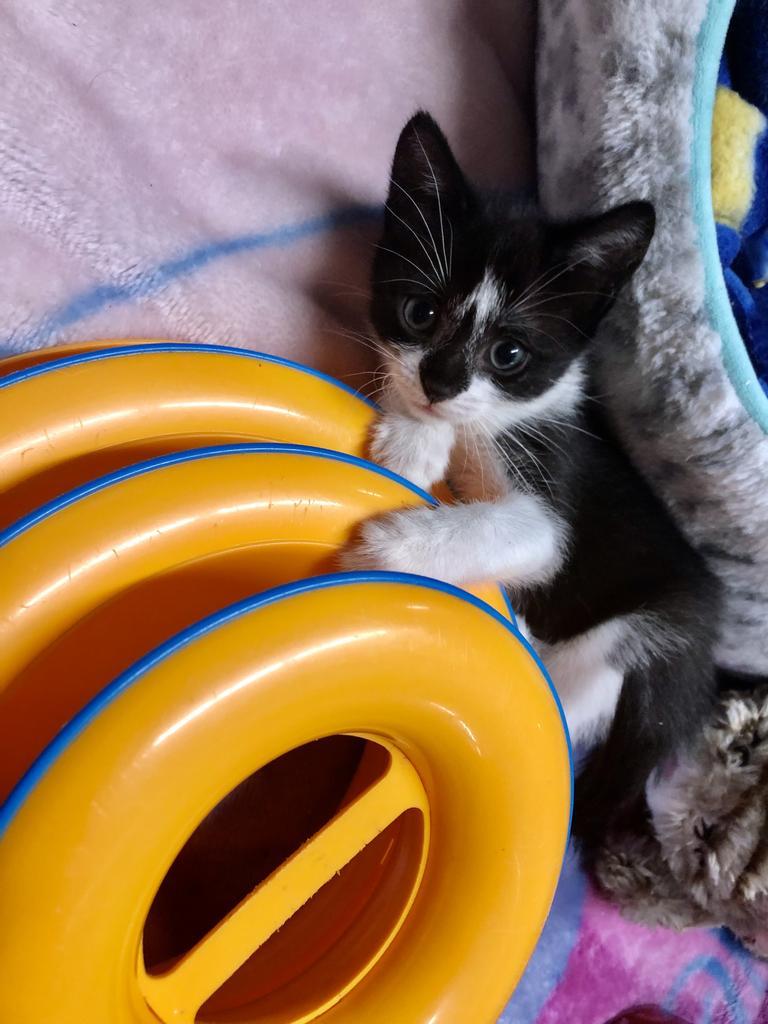 Enlarge Lucille K, a Adoptable mixed breed in Sherwood, OR image 1/5