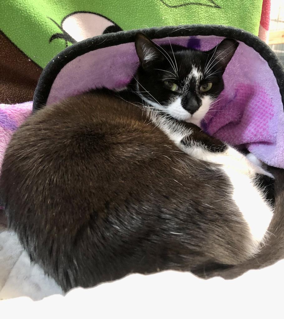 Enlarge Lucille K, a Adoptable mixed breed in Sherwood, OR image 5/5