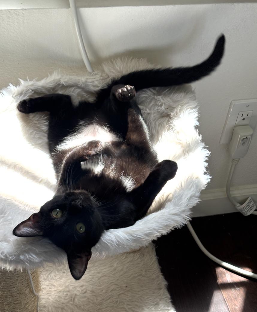 Jiji, a Adoptable Domestic Short Hair in Los Angeles, CA image 3/6