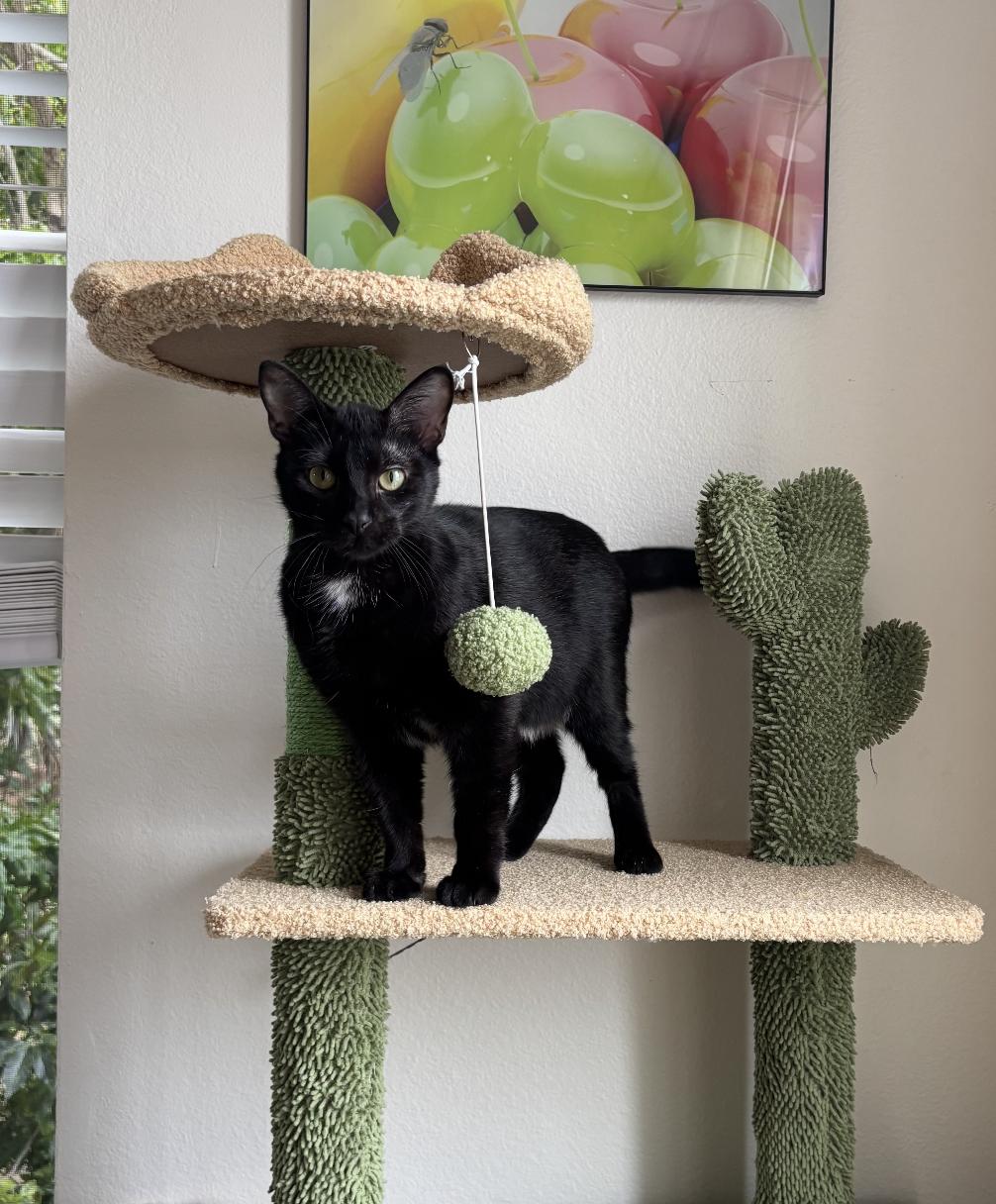 Jiji