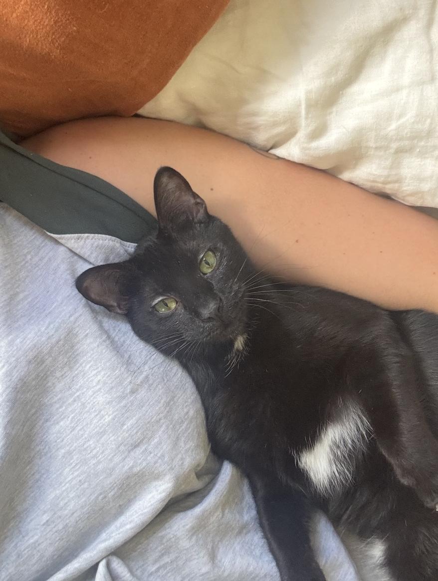 Jiji, a Adoptable Domestic Short Hair in Los Angeles, CA image 2/6