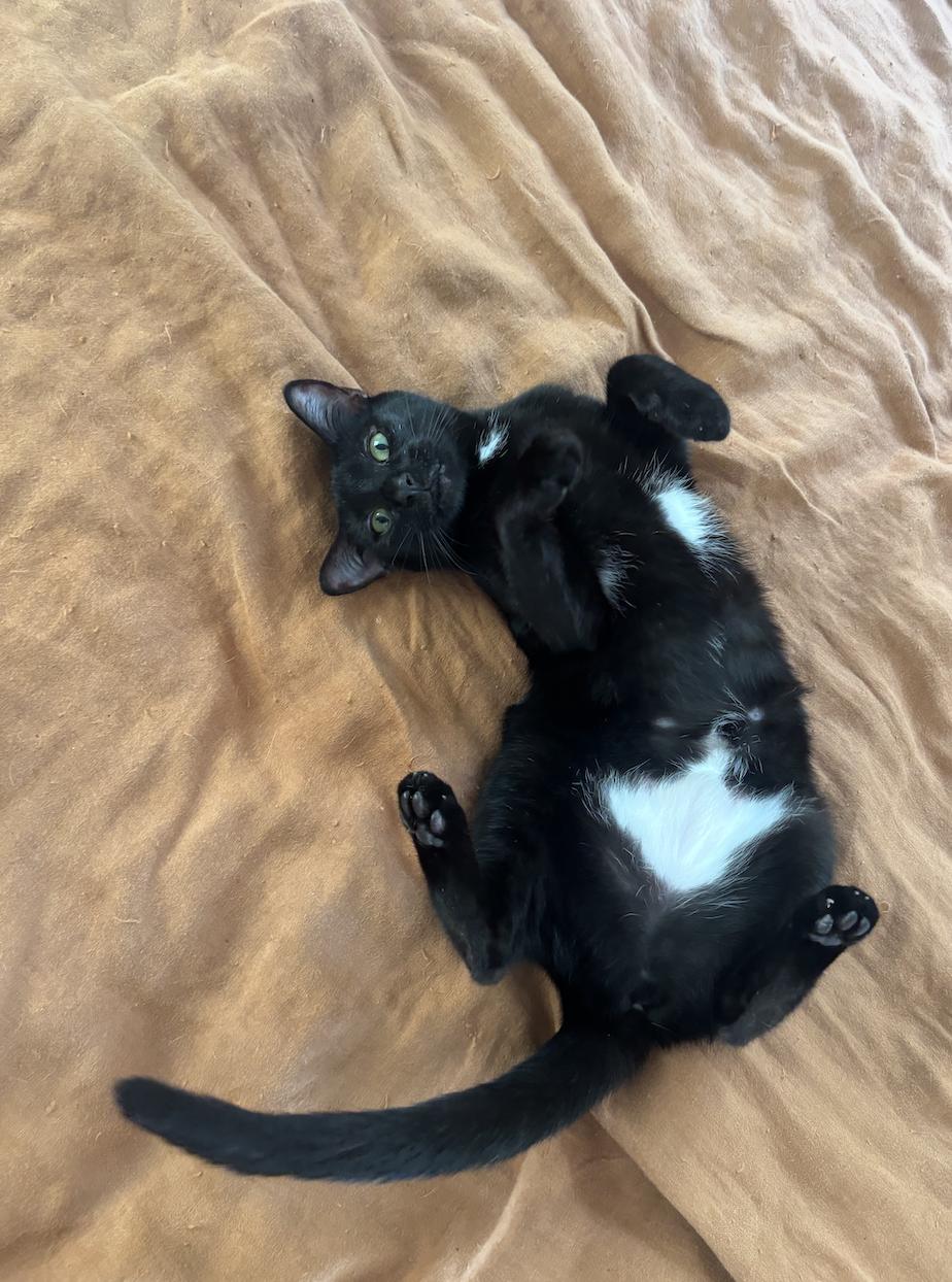 Jiji, a Adoptable Domestic Short Hair in Los Angeles, CA image 4/6