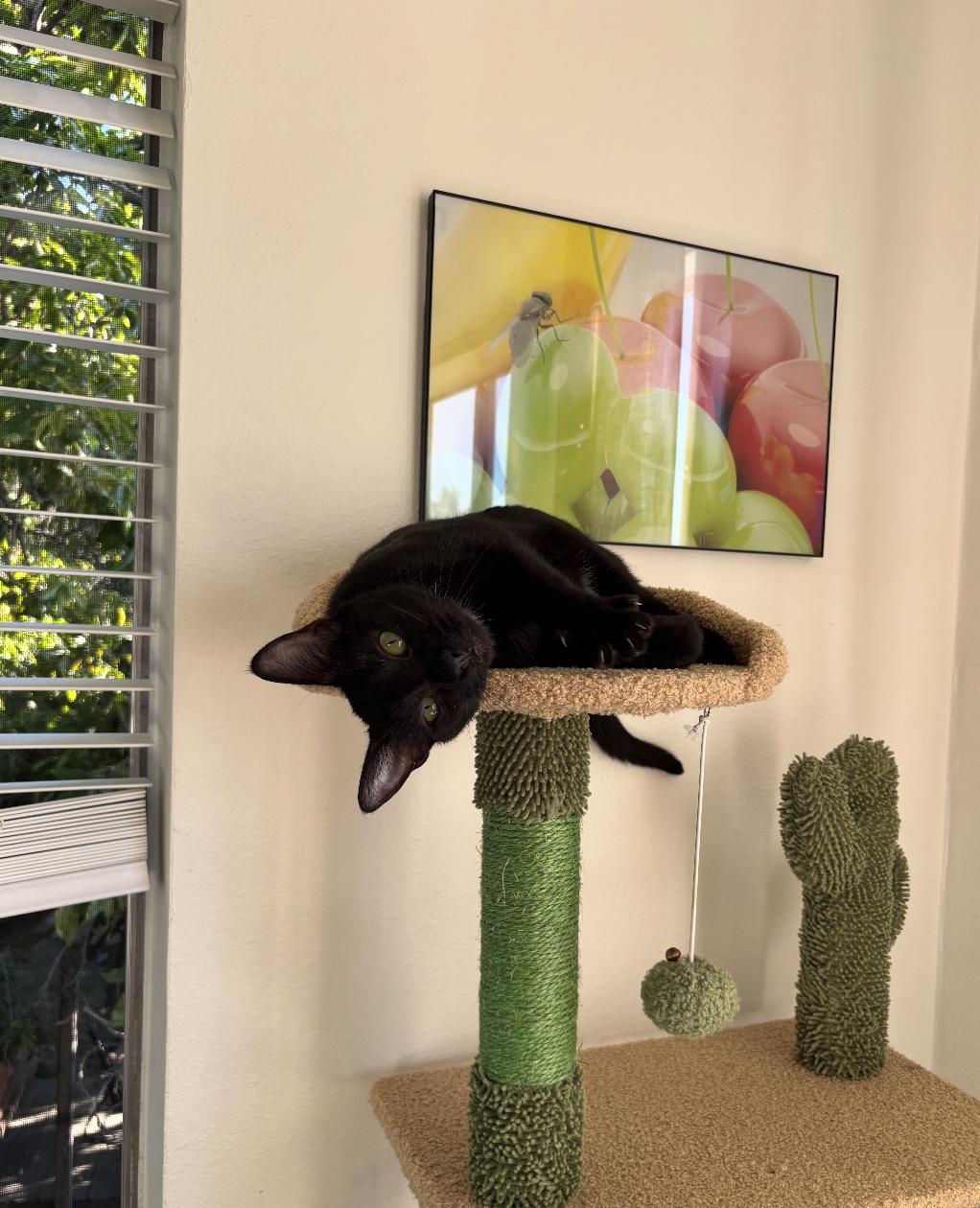 Jiji, a Adoptable Domestic Short Hair in Los Angeles, CA image 5/6