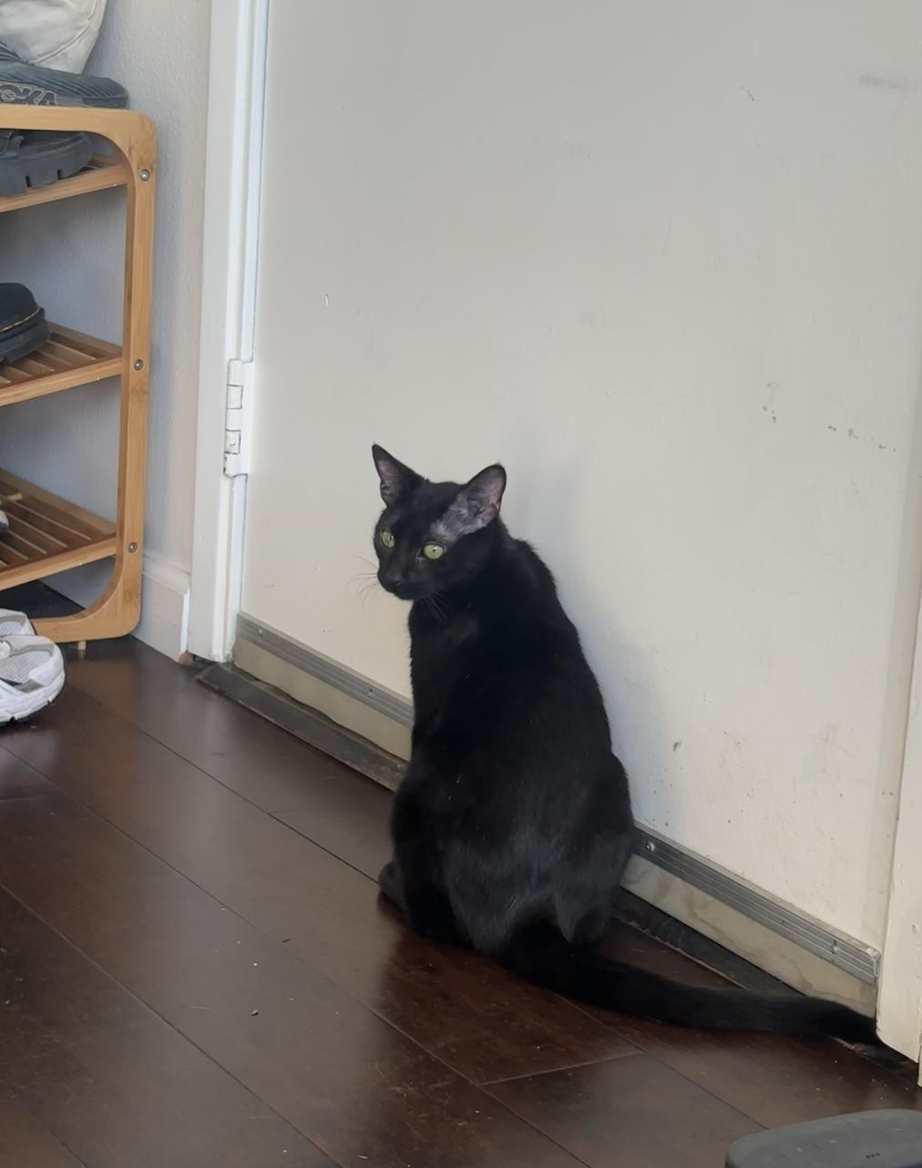 Jiji, a Adoptable Domestic Short Hair in Los Angeles, CA image 6/6