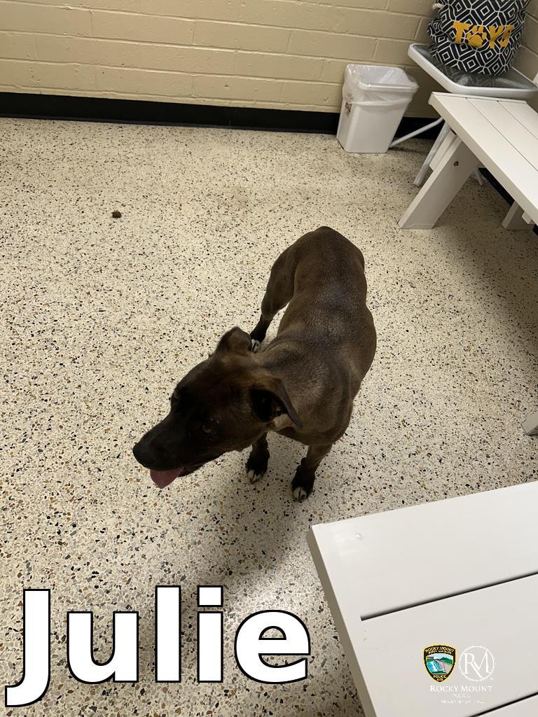 Julie, a Adoptable Pit Bull Terrier in Rocky Mount, NC image 1/2
