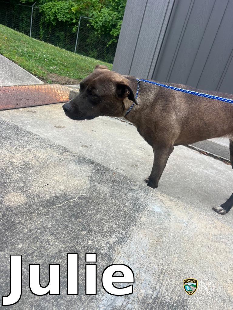 Julie, a Adoptable Pit Bull Terrier in Rocky Mount, NC image 2/2