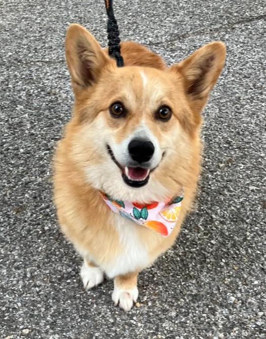 Sammie (male), Adoptable, Young Male Corgi.
