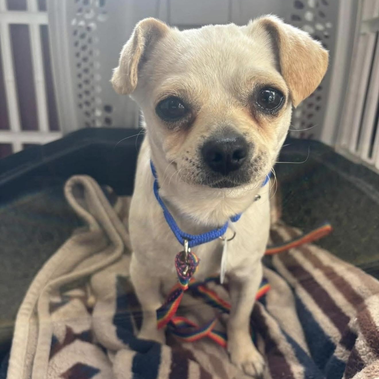 Enlarge Georgia, a ADOPTABLE mixed breed in Santa Rosa, CA image 1/1