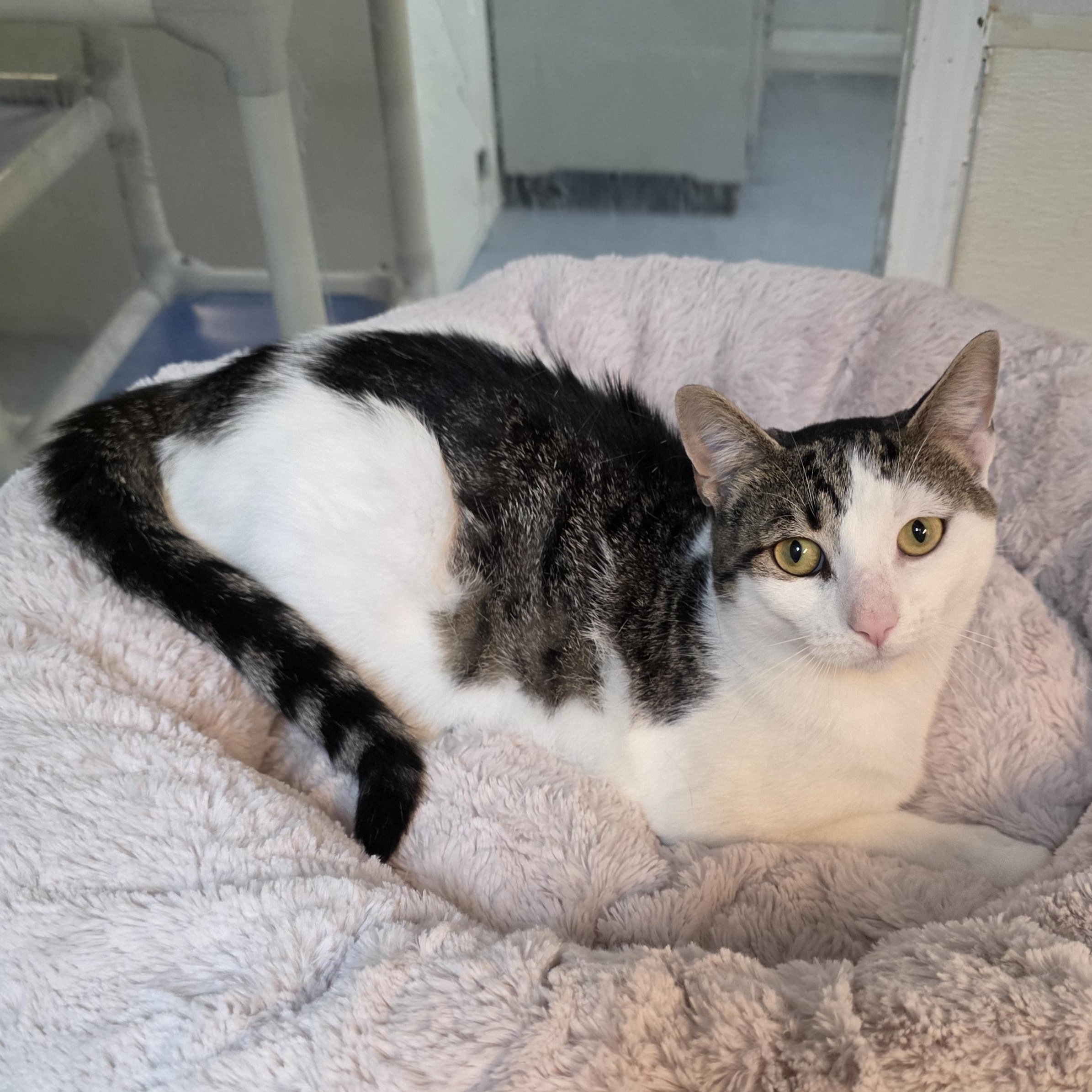 Enlarge Curly, a Adoptable mixed breed in Greensboro, NC image 4/6