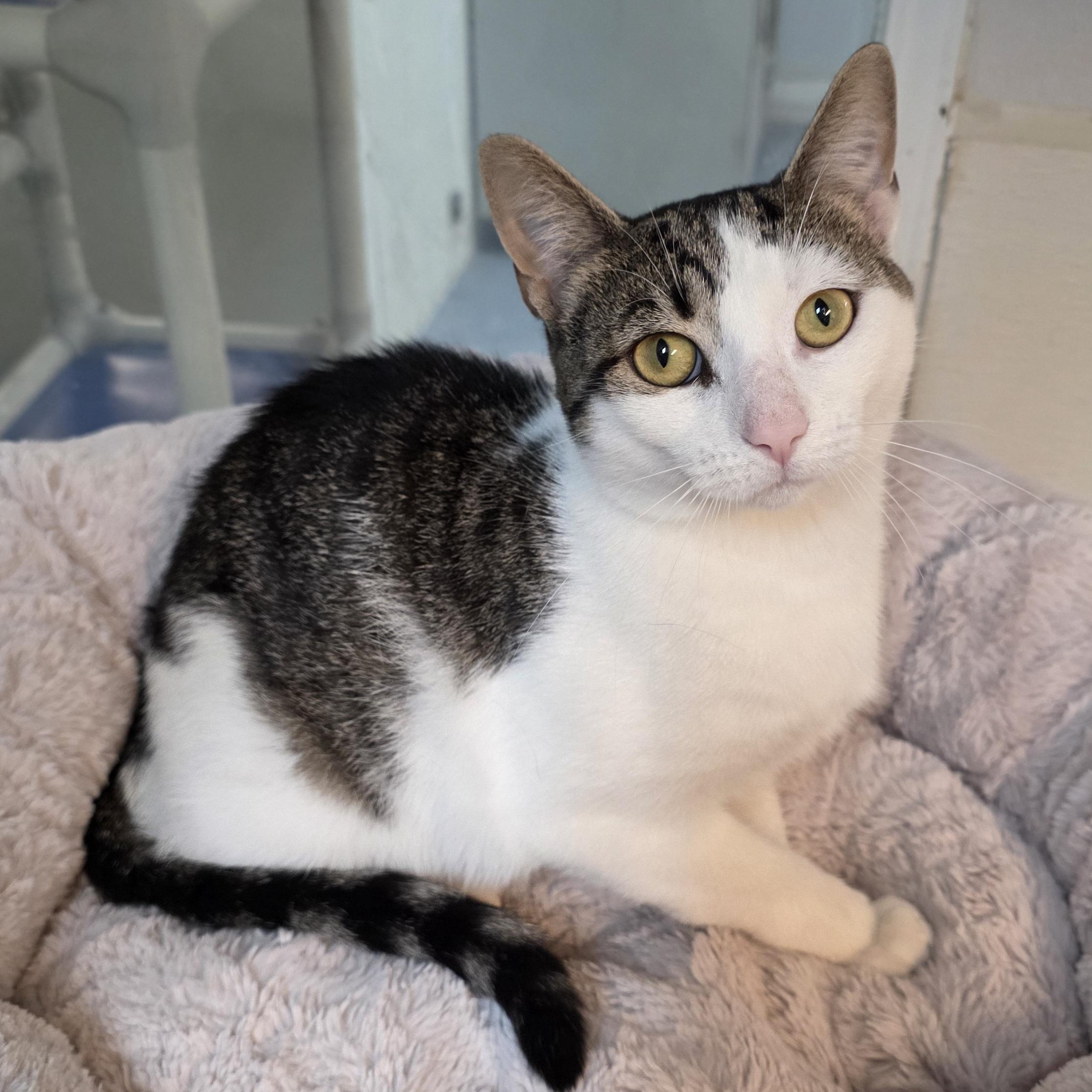 Curly, Adoptable, Adult Male Tabby & Domestic Short Hair.