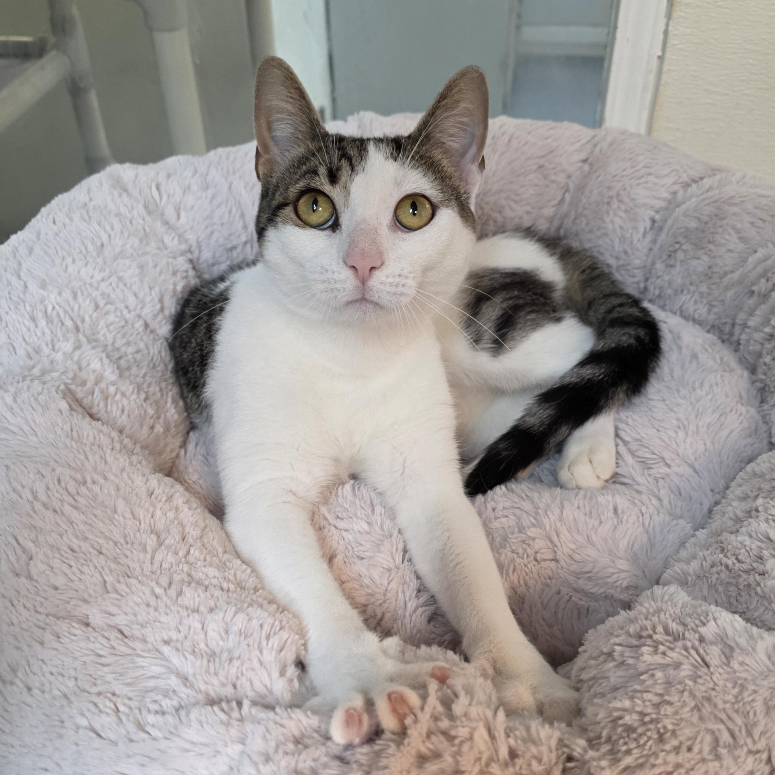 Enlarge Curly, a Adoptable mixed breed in Greensboro, NC image 2/6