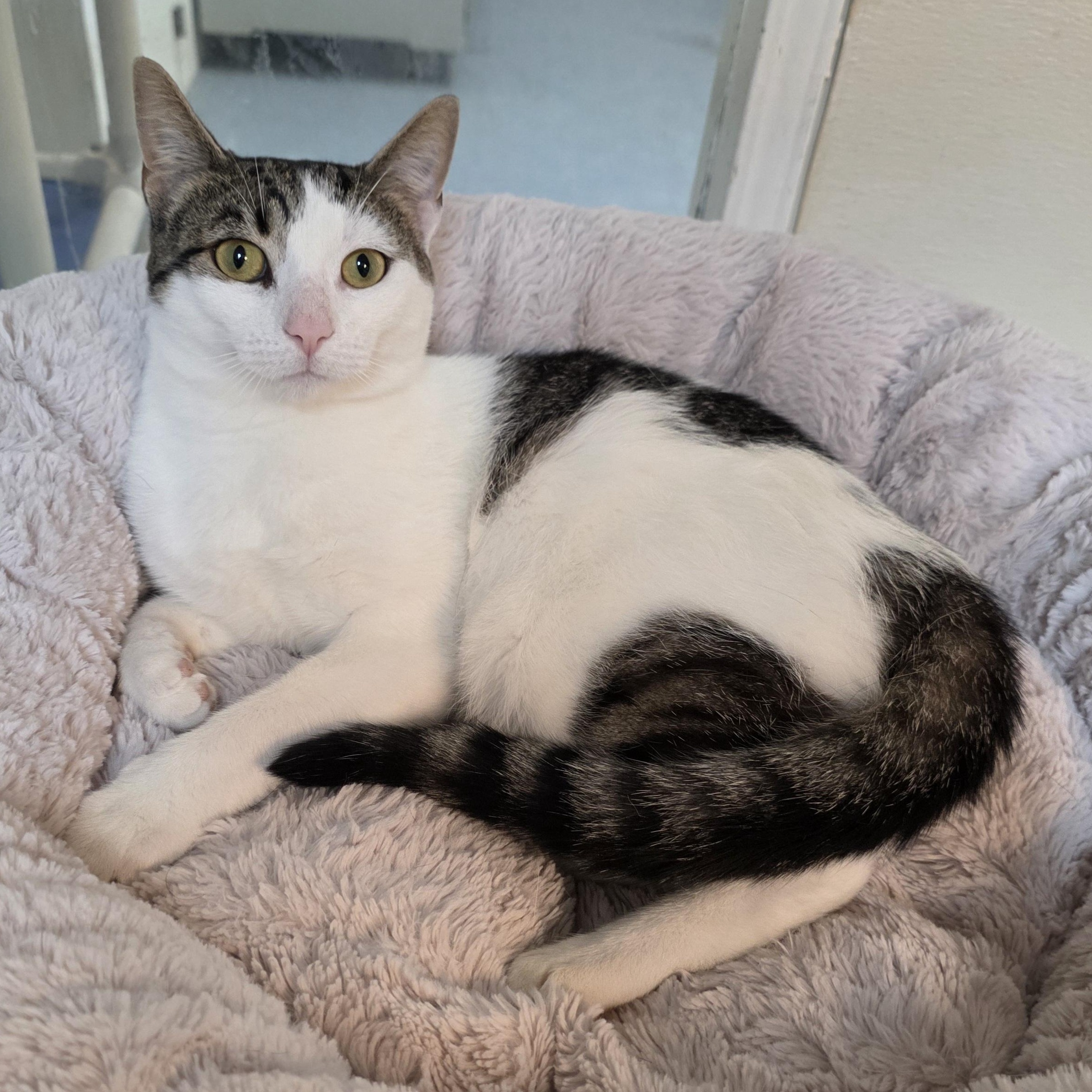 Enlarge Curly, a Adoptable mixed breed in Greensboro, NC image 3/6