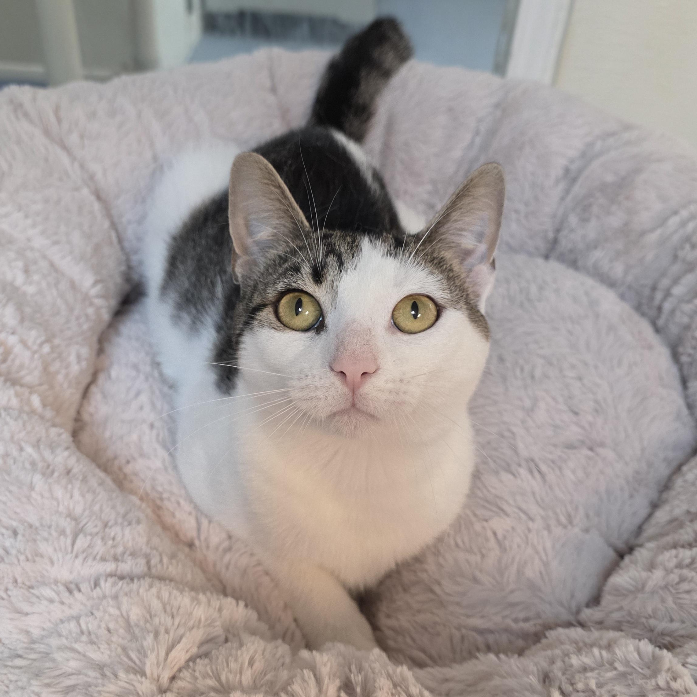 Enlarge Curly, a Adoptable mixed breed in Greensboro, NC image 5/6