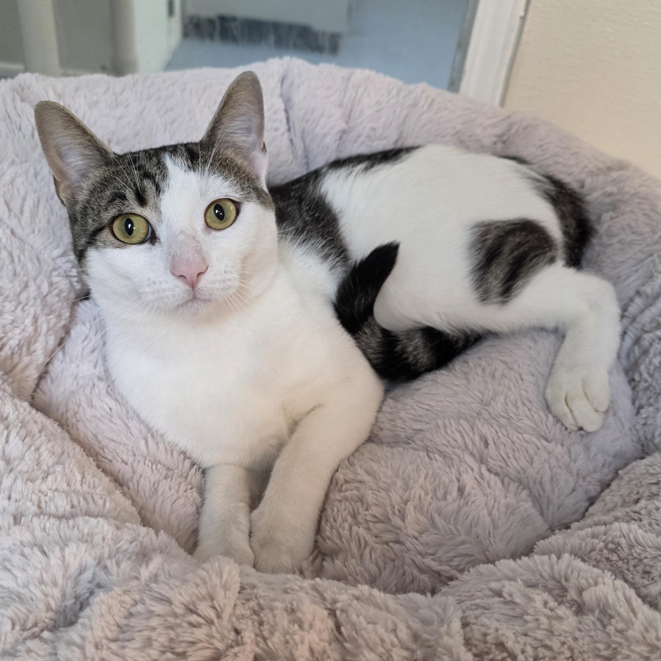 Enlarge Curly, a Adoptable mixed breed in Greensboro, NC image 6/6