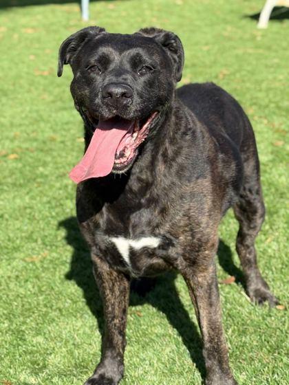 Enlarge Kara - 3, a Adoptable mixed breed in Daytona Beach, FL image 1/1