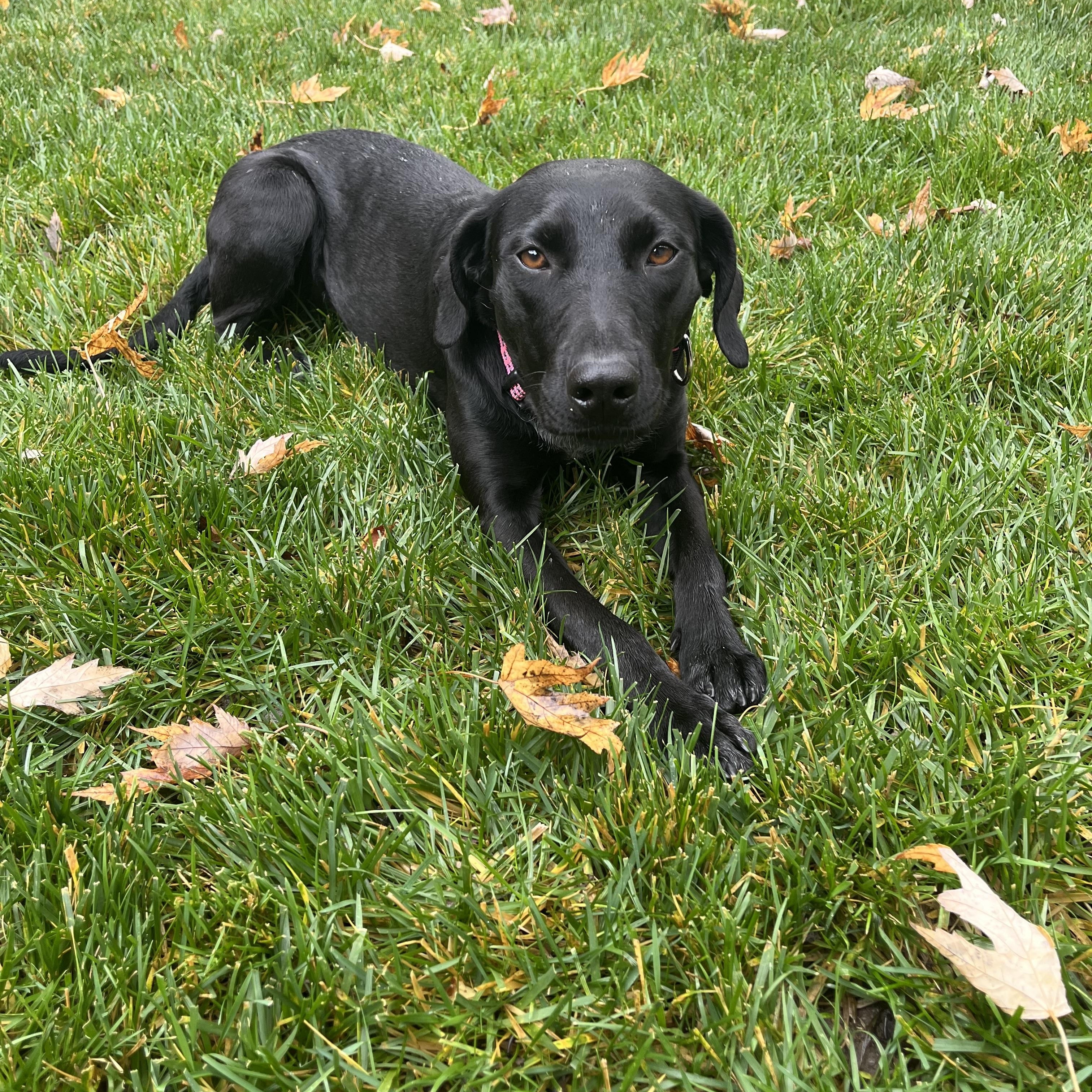 Enlarge Maisie, a ADOPTABLE mixed breed in San Francisco, CA image 1/3