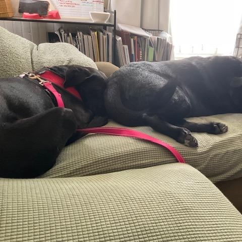 Maisie — thumbnail 2