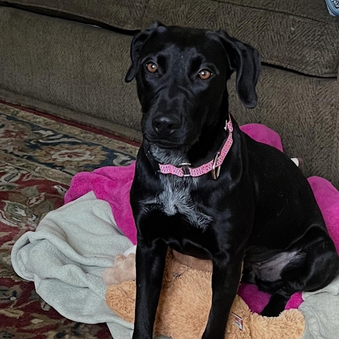 Enlarge Maisie, a ADOPTABLE mixed breed in San Francisco, CA image 2/3