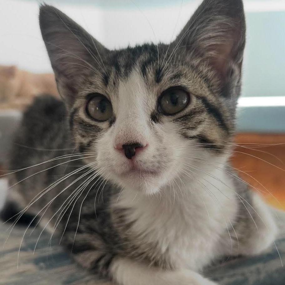 Monty Theobald, Adoptable, Kitten Male Domestic Short Hair.