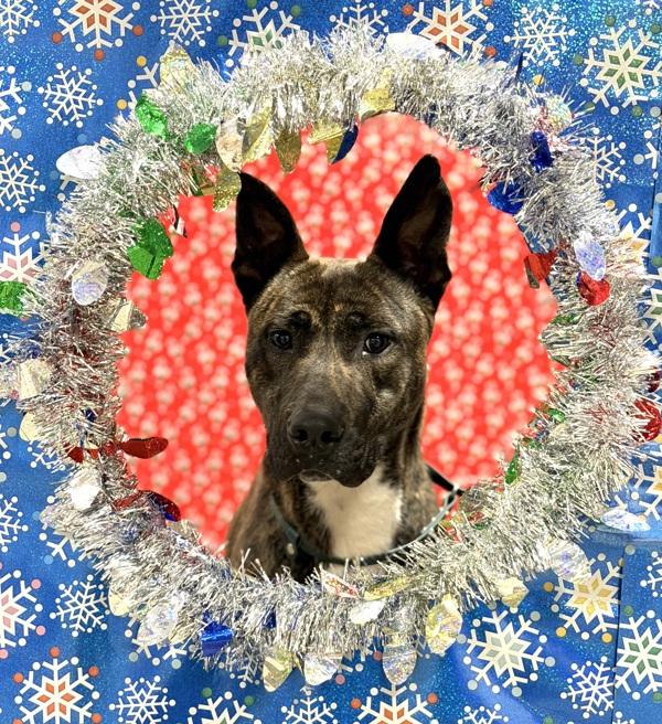 The Bay Area, Adoptable, Adult Female Pit Bull Terrier.