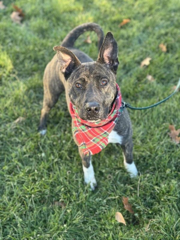 Enlarge The Bay Area, a Adoptable mixed breed in Lancaster, OH image 2/6