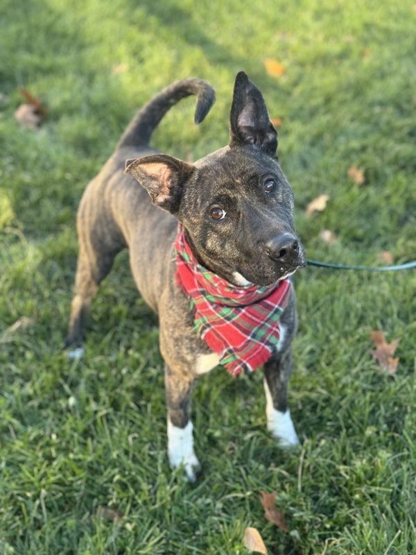 Enlarge The Bay Area, a Adoptable mixed breed in Lancaster, OH image 3/6