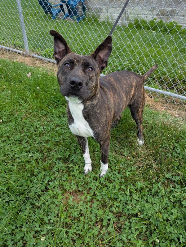 Enlarge The Bay Area, a Adoptable mixed breed in Lancaster, OH image 6/6
