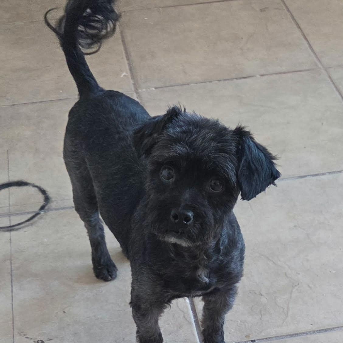 Enlarge Hella, an adopted mixed breed in Marana, AZ image 3/3