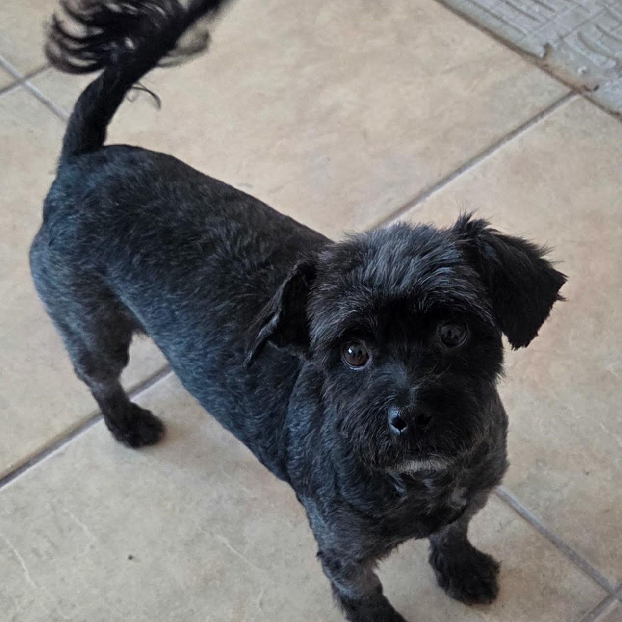 Hella, adopted, Young Female Miniature Schnauzer & Miniature Poodle.